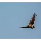 Junger Seeadler im Flug