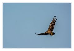 Junger Seeadler im Flug