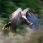 Junger Seeadler im Flug, Masuren, November 2013