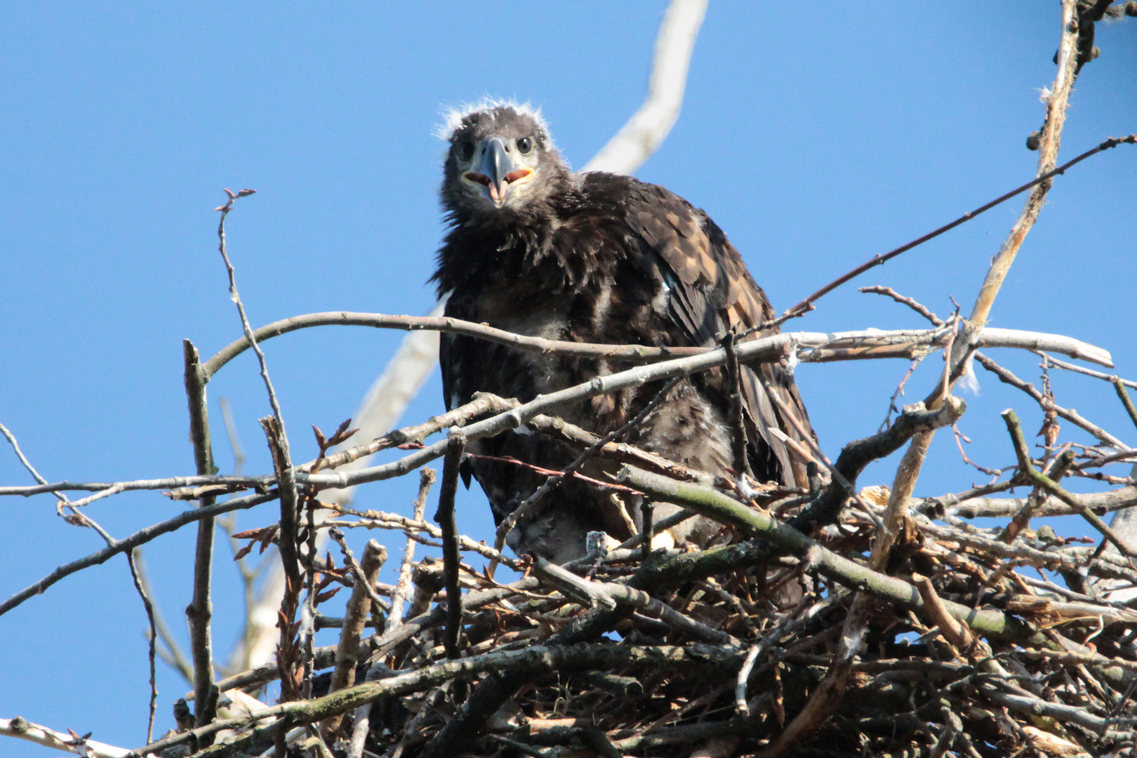 Junger Seeadler im Horst