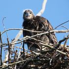 Junger Seeadler im Horst