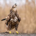 Junger Seeadler im Imponier-Gehabe