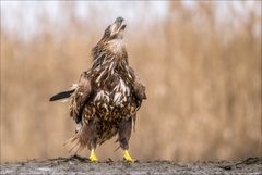 Junger Seeadler im Imponier-Gehabe