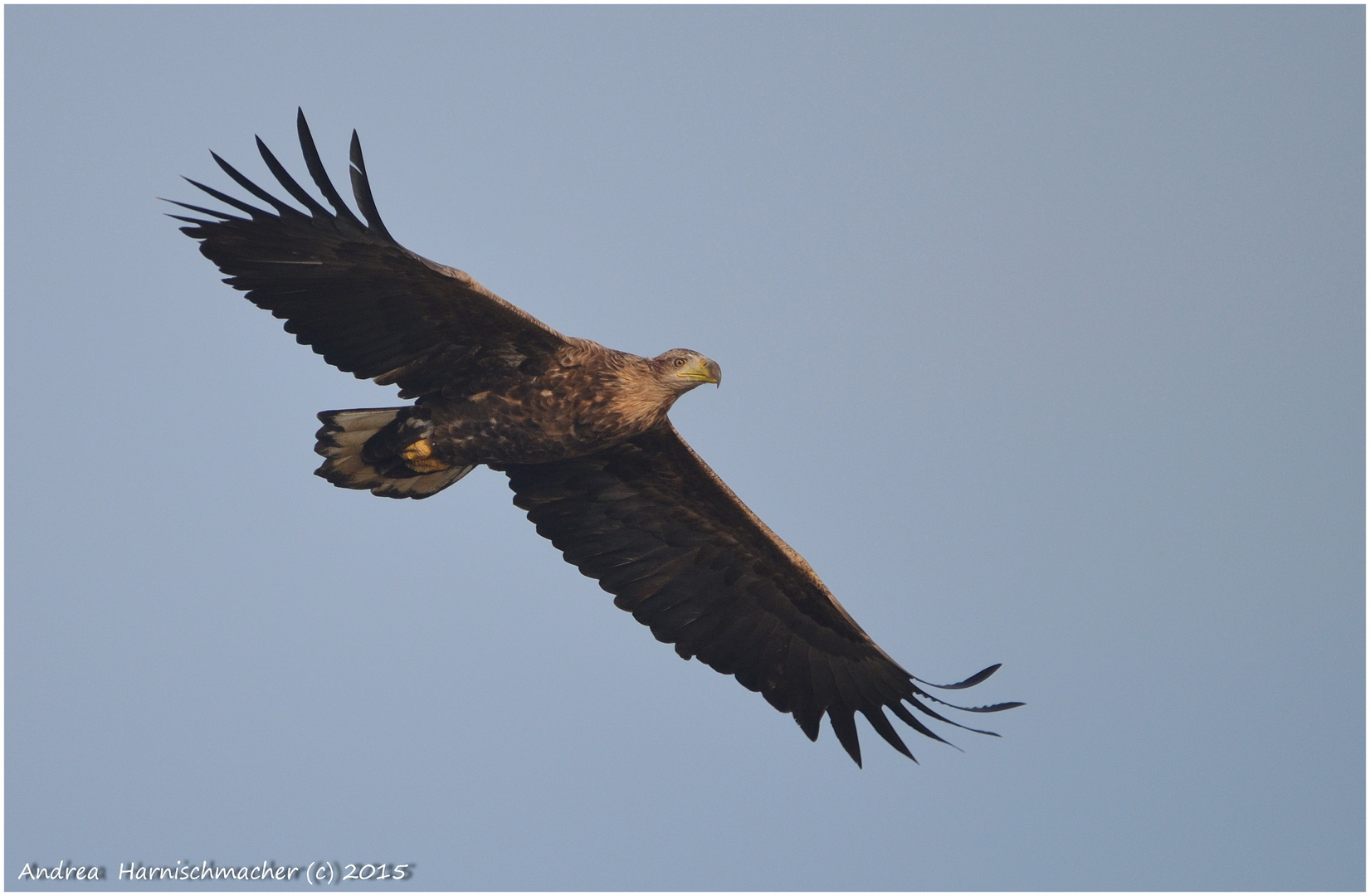 Junger Seeadler im Katinger Watt