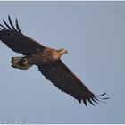 Junger Seeadler im Katinger Watt