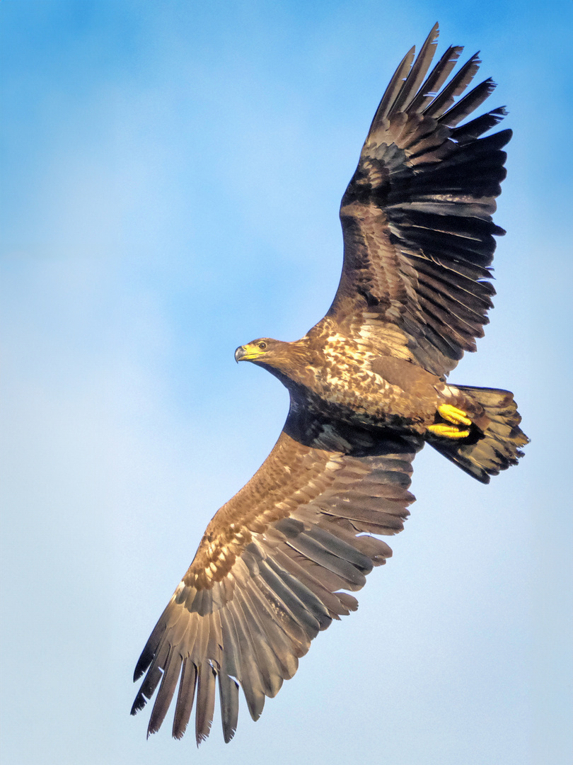 Junger Seeadler im Morgenlicht