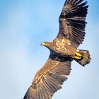 Junger Seeadler im Morgenlicht