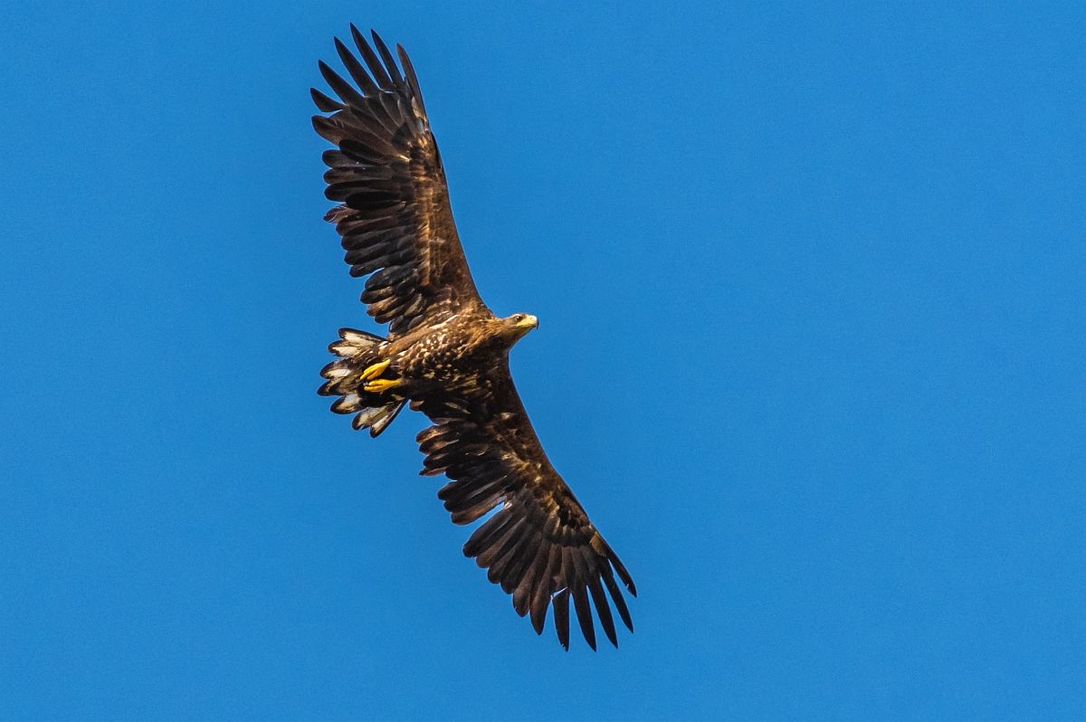 junger Seeadler im Überflug