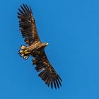 junger Seeadler im Überflug