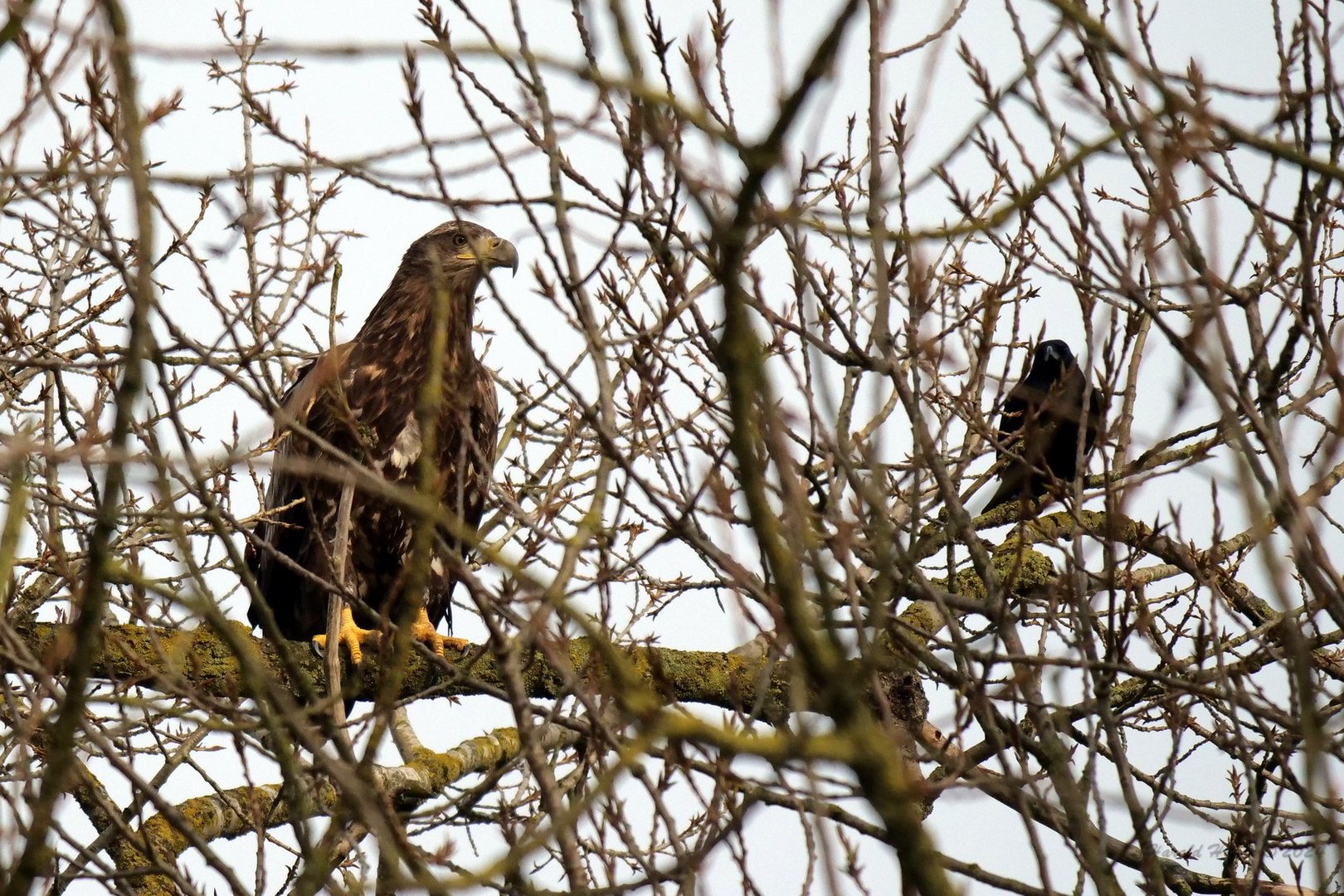 junger Seeadler im Versteck..