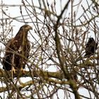 junger Seeadler im Versteck..