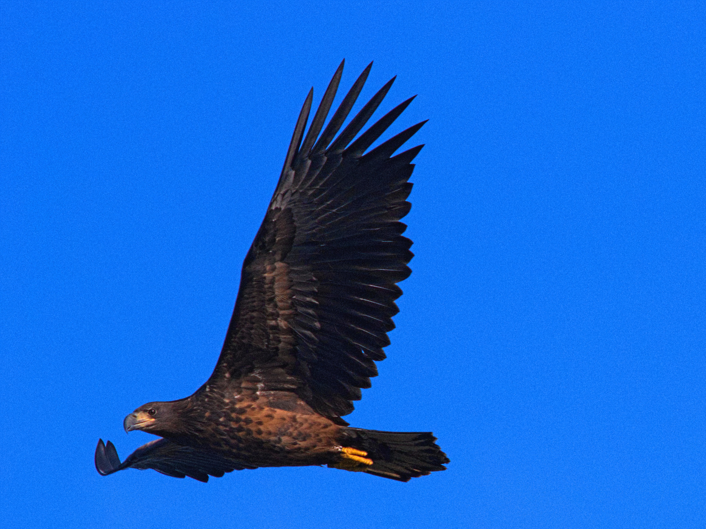 junger Seeadler in Berlin