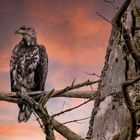 Junger Seeadler in der Nähe des Eagle River in Alaska