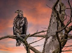 Junger Seeadler in der Nähe des Eagle River in Alaska