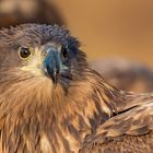 junger Seeadler in Kutno/Polen