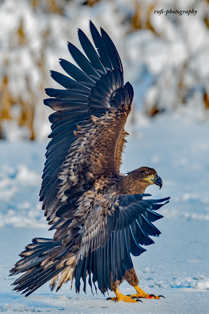 Junger Seeadler in Pose