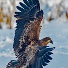 Junger Seeadler in Pose