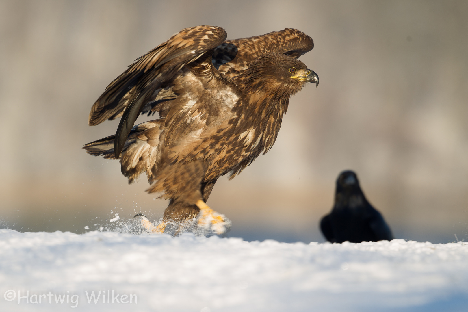 Junger Seeadler läuft