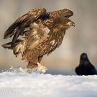 Junger Seeadler läuft