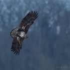 Junger Seeadler mit eher seltenerem, sehr starken Kontrasten im Gefieder