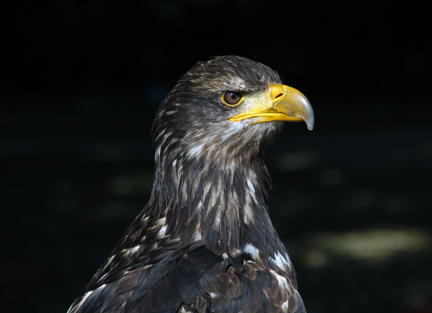 Junger Seeadler Portrait