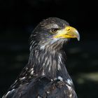 Junger Seeadler Portrait