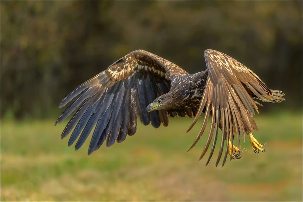 junger Seeadler suchte die Nähe :-)