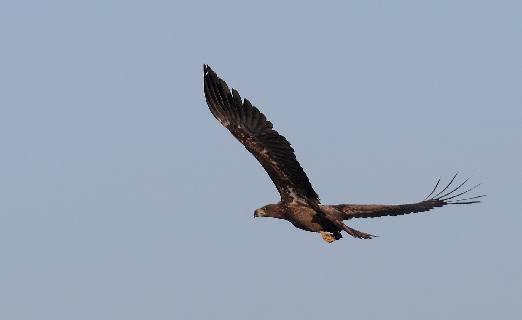 junger Seeadler Tauerwiesenteich