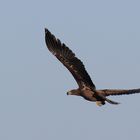 junger Seeadler Tauerwiesenteich