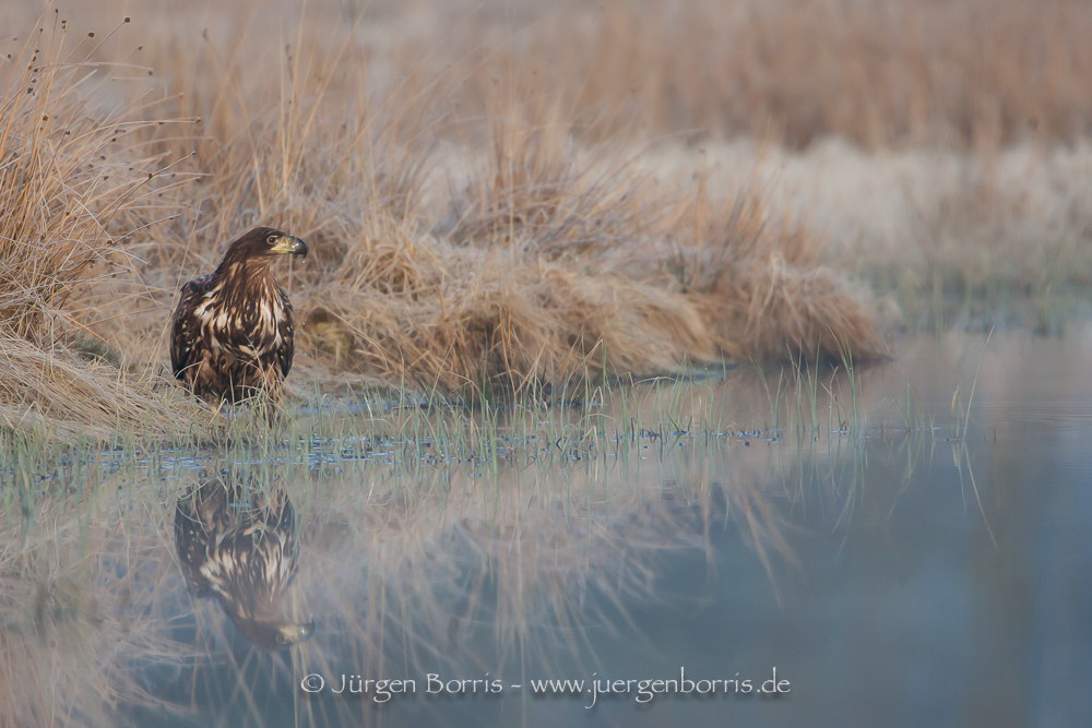 Junger Seeadler trinkt