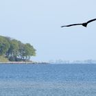 Junger Seeadler über Æbelø