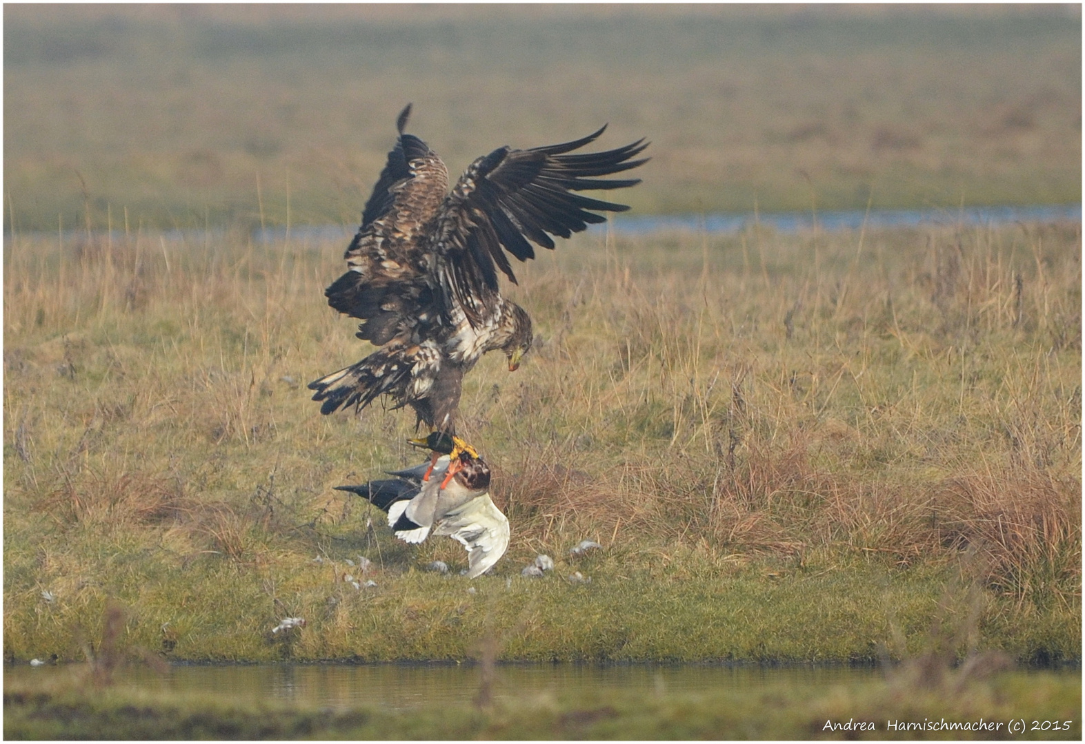 Junger Seeadler vs. Stockentenerpel