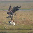 Junger Seeadler vs. Stockentenerpel