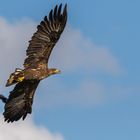 "Junger Seeadler wird von Rabenvogel gehasst 2023"