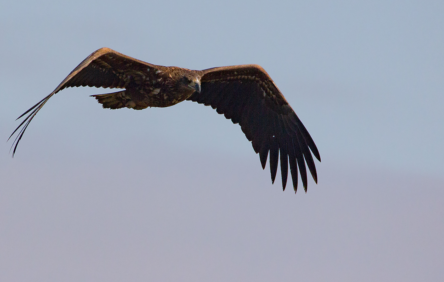 junger Seeadler_2