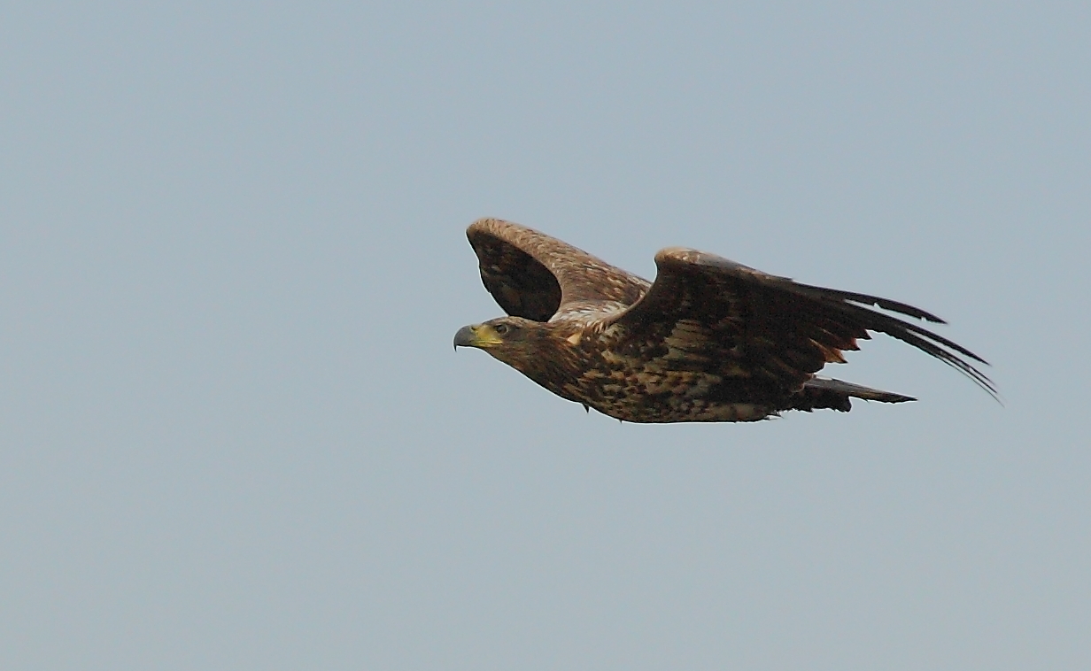 Junger Seeadler2