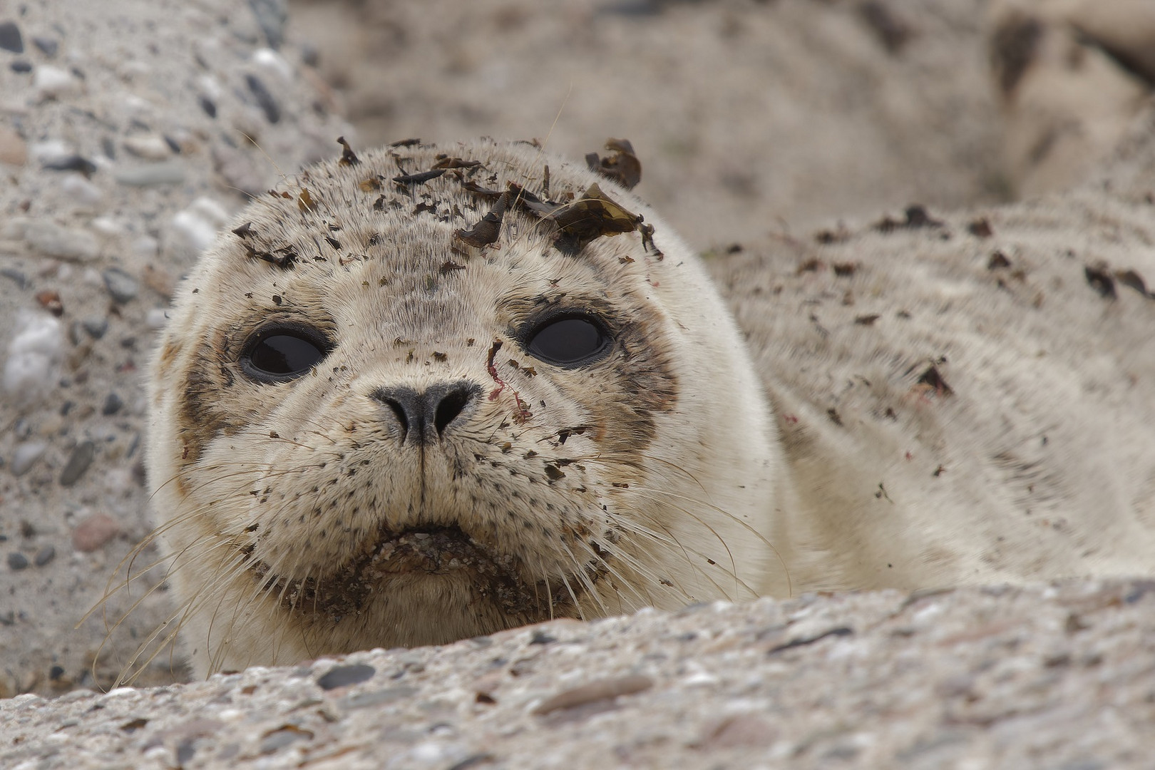 Junger Seehund auf Helgoland