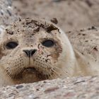 Junger Seehund auf Helgoland