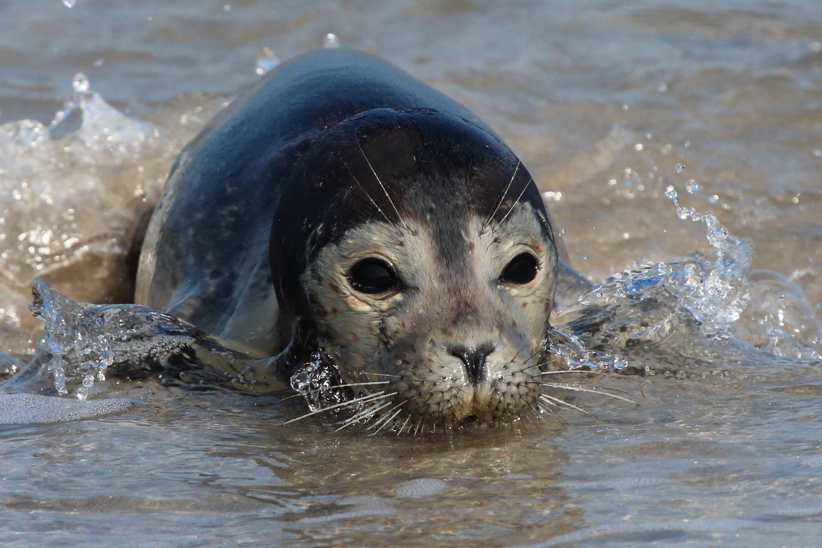 Junger Seehund auf Helgoland