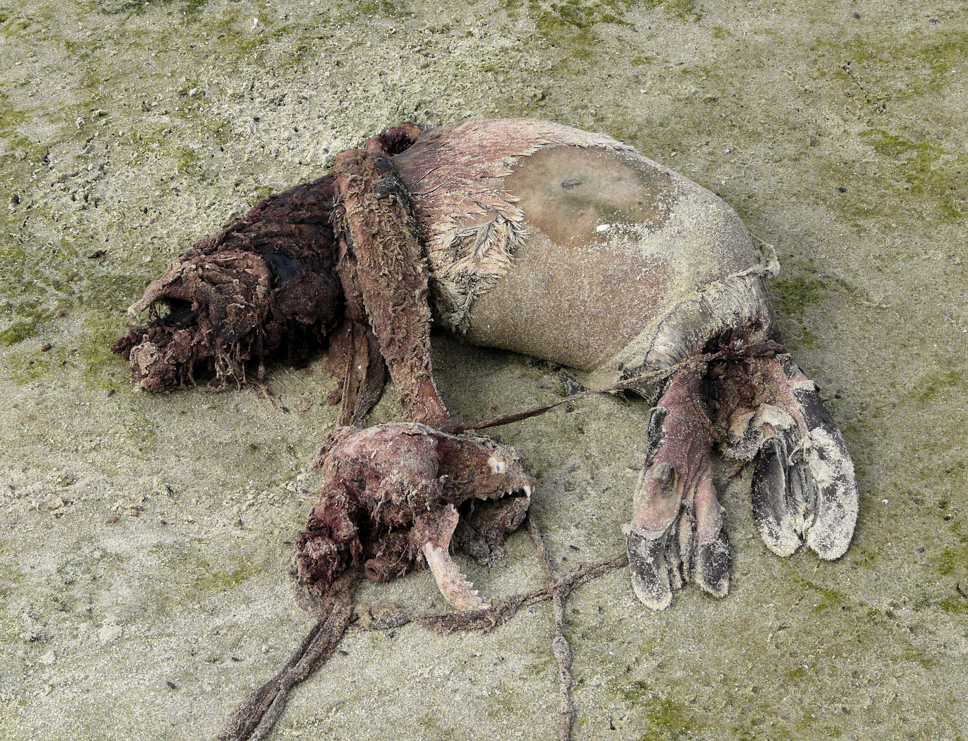 Junger Seehund bei Skagen(Dan) ...Todesursache: Fischernetz.
