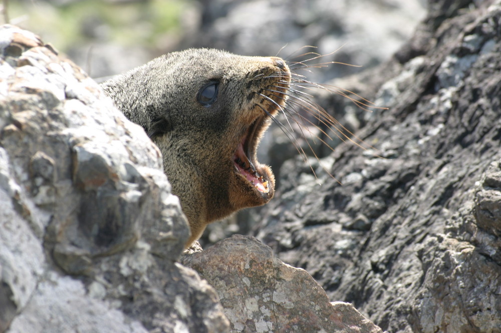 Junger Seehund, Cape Palliser, Neuseeland