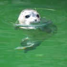 Junger Seehund im Tierpark Dählhölzli Bern