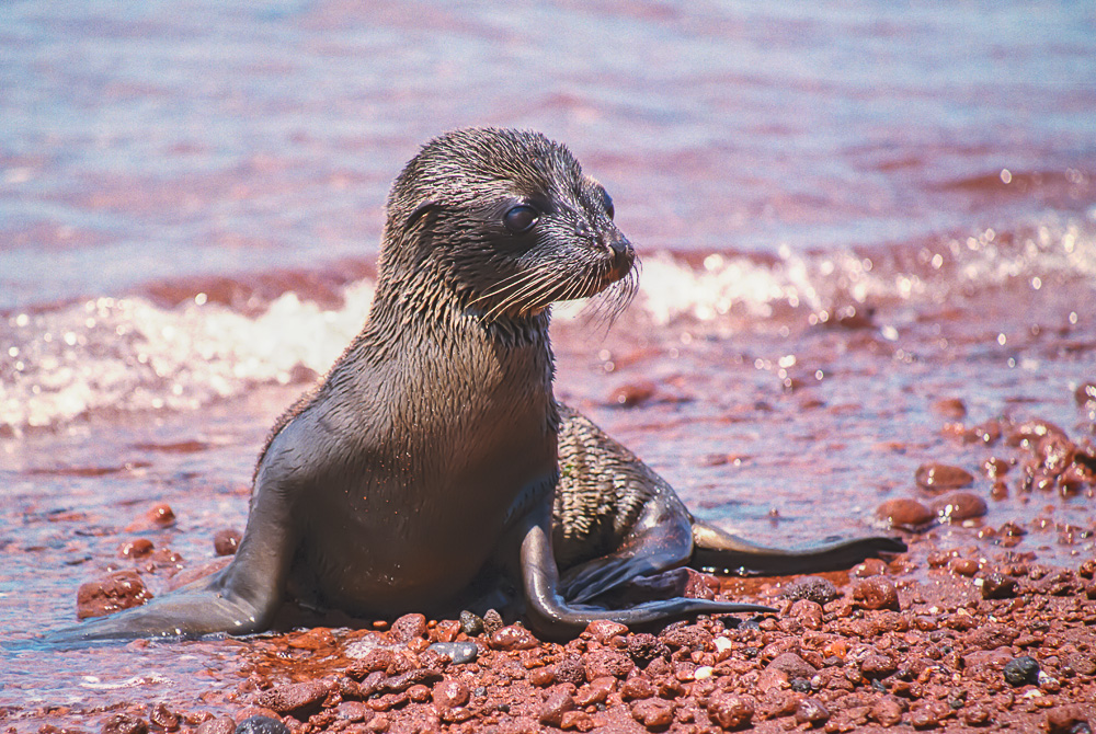 junger Seelöwe