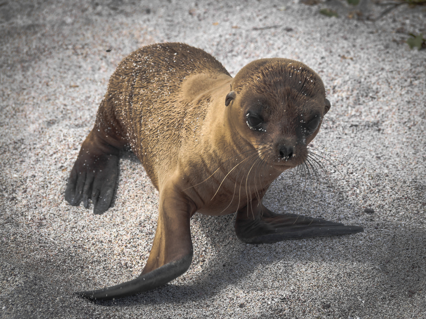 Junger Seelöwe Foto & Bild galapagos, seelöwe, natur Bilder auf