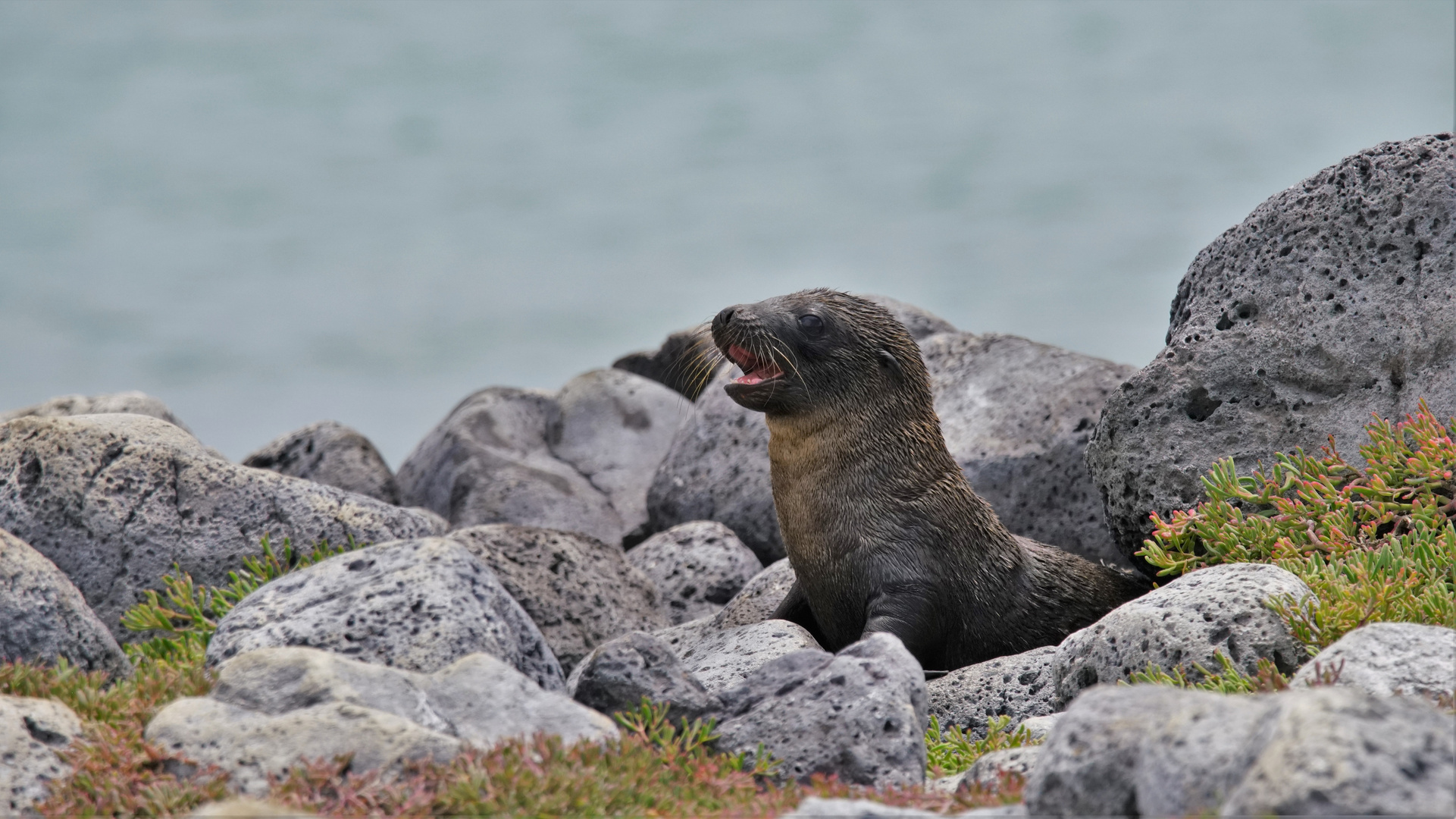 Junger Seelöwe