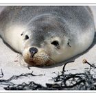 Junger Seelöwe • Seal Bay Conservation Park