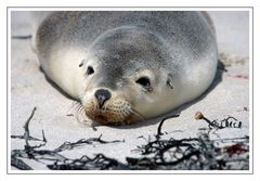 Junger Seelöwe • Seal Bay Conservation Park