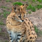 Junger Serval