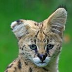 Junger Serval