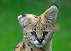 Junger Serval